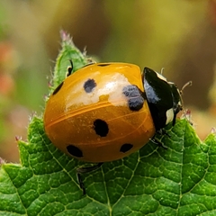 Coccinella septempunctata