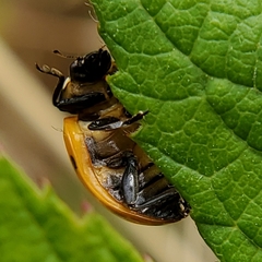 Coccinella septempunctata