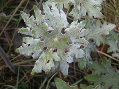 Psacalium peltatum