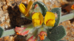 Acmispon argophyllus argophyllus