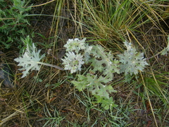 Psacalium peltatum