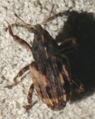 Cryptorhynchus fuscatus