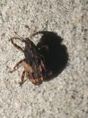 Cryptorhynchus fuscatus