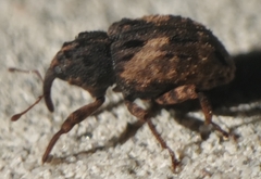 Cryptorhynchus fuscatus