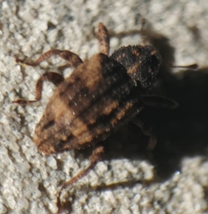 Cryptorhynchus fuscatus