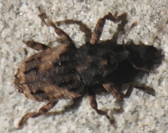 Cryptorhynchus fuscatus