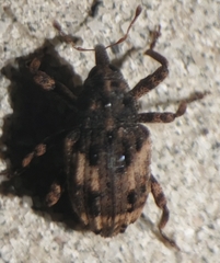 Cryptorhynchus fuscatus