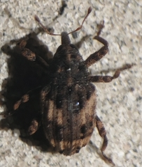 Cryptorhynchus fuscatus