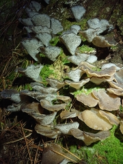 Pseudohydnum orbiculare