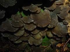 Pseudohydnum orbiculare