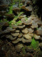 Pseudohydnum orbiculare