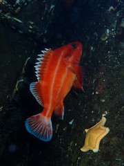Sebastes ruberrimus