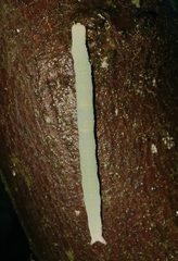 Parallelia bistriaris