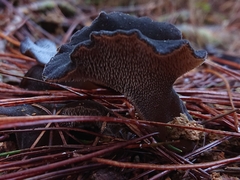 Pseudohydnum totarae