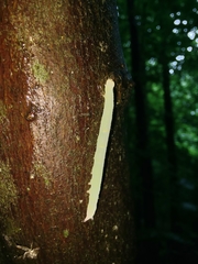 Parallelia bistriaris