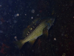 Sebastes flavidus
