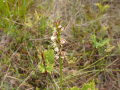 Prasophyllum australe