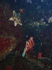 Sebastes nigrocinctus