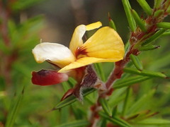 Pultenaea juniperina