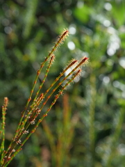 Allocasuarina distyla