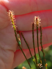 Allocasuarina distyla