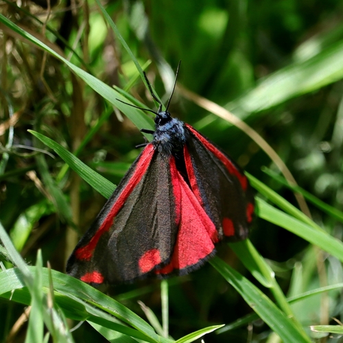Cinnabar moth photo 5