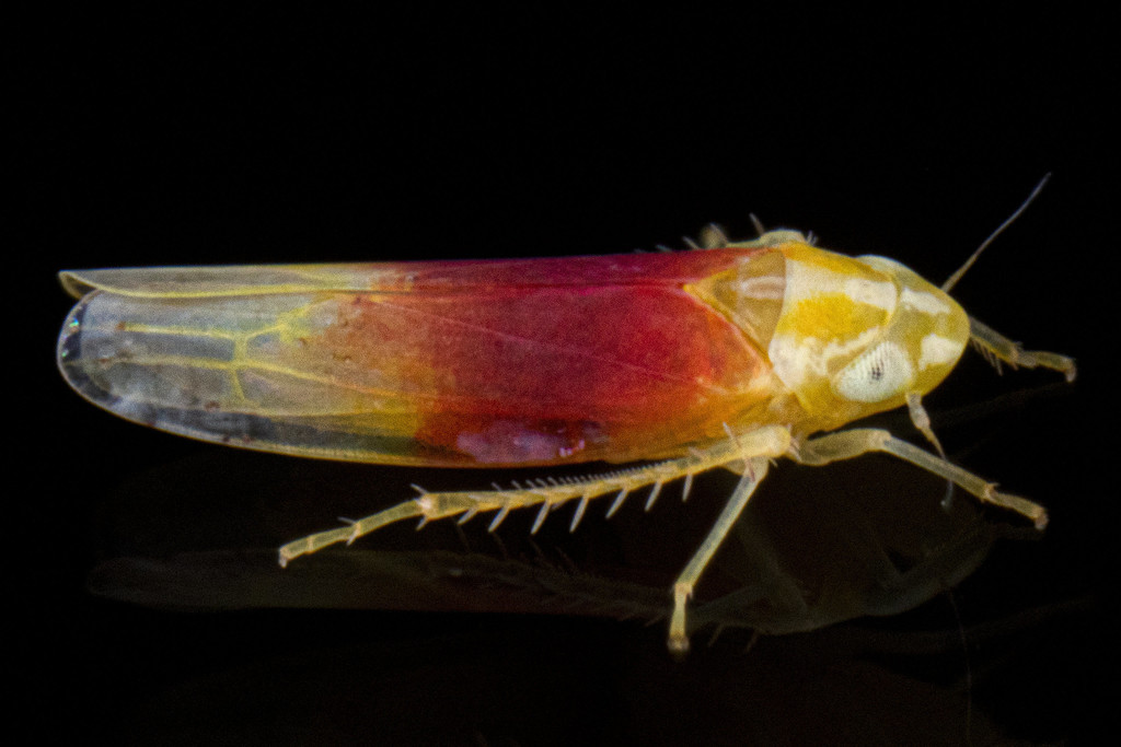 Erythridula amabilis