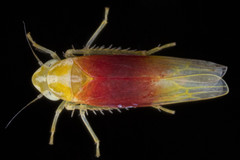 Erythridula amabilis