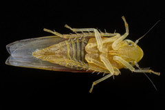 Erythridula amabilis