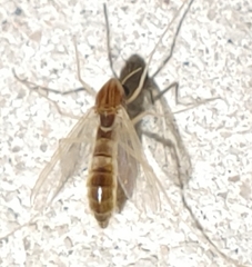 Chironomus decorus
