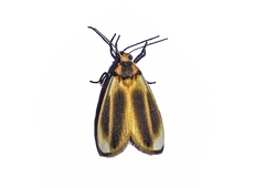Ovipennis dudgeoni