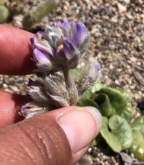 Lupinus tidestromii