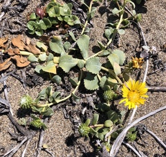 Grindelia stricta platyphylla