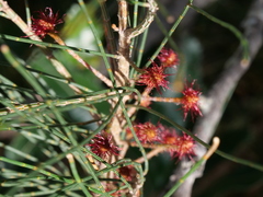 Allocasuarina distyla