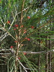 Allocasuarina distyla