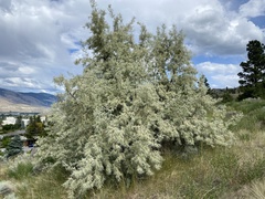 Elaeagnus angustifolia