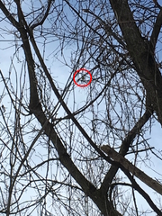 Poecile atricapillus