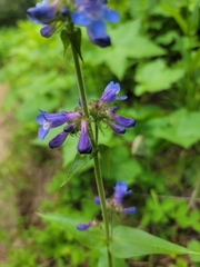 Penstemon attenuatus