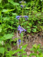 Penstemon attenuatus