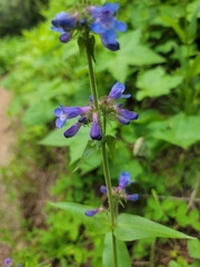 Penstemon attenuatus