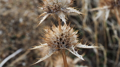 Salvia carduacea