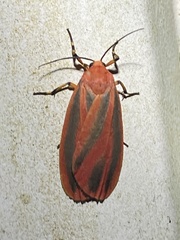 Hypoprepia miniata