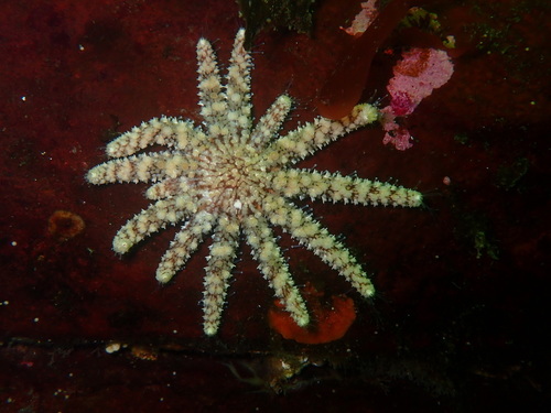 Sunflower Sea Star, photo 8 of 10