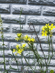 Erysimum canescens