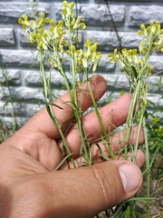 Erysimum canescens