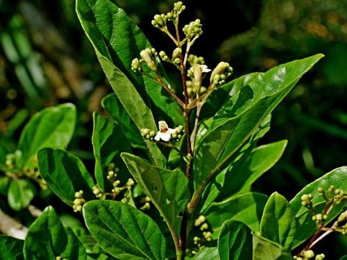 Image of Premna microphylla by (c) Jacy Chen, some rights reserved (CC BY)