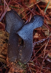Pseudohydnum totarae