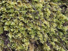 Homalothecium megaptilum