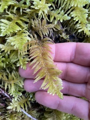 Homalothecium megaptilum