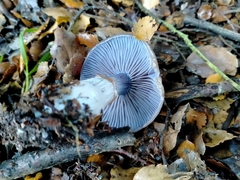 Cortinarius taylorianus